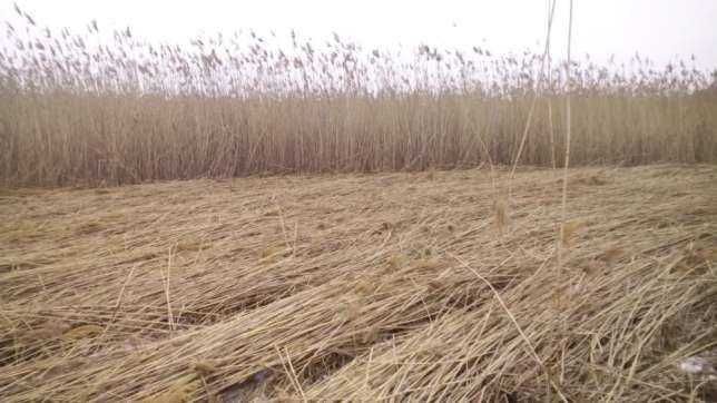 primin comenzi pentru stuf