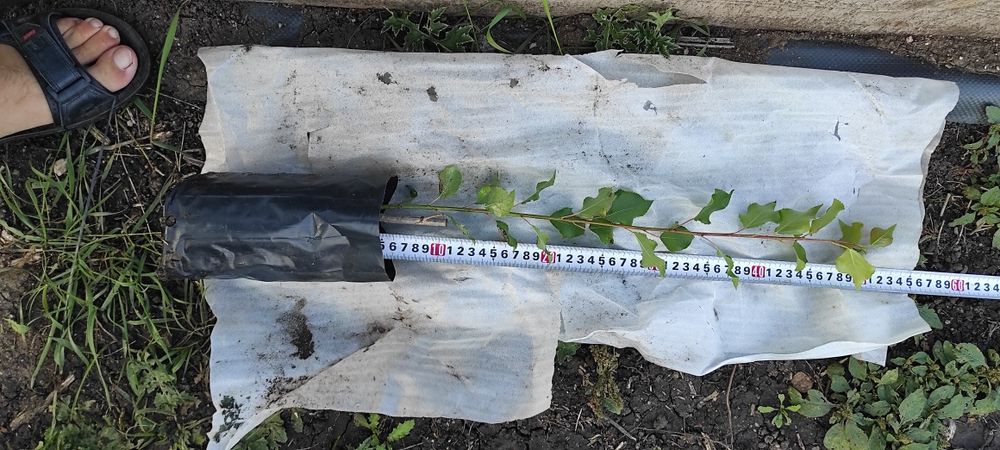 Тополь пирамидальный