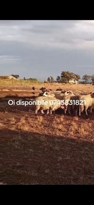 De vânzare oi :-)