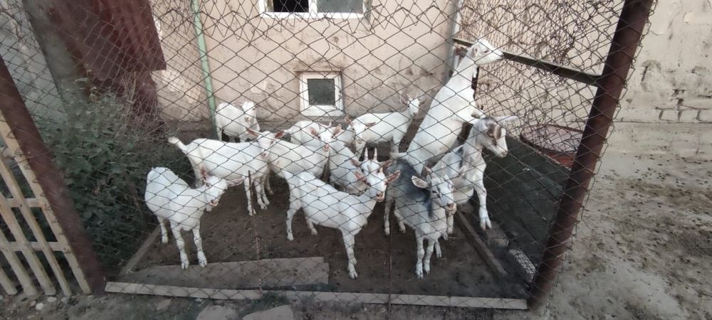 Продаются зааненские козлята