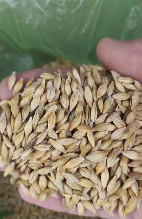 Пшеница, ячмень оптовые поставки