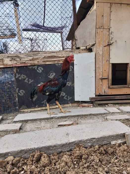 Продам петуха шамо