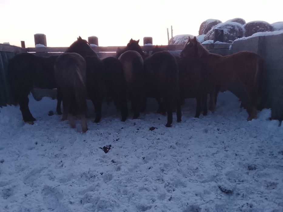 10 бас жабағы сатылады Өскеменде тұр доставка бар 8 ұрғашы 2 еркек. Ба