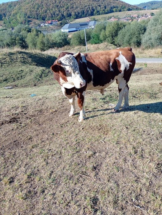 De vânzare taur de vacă