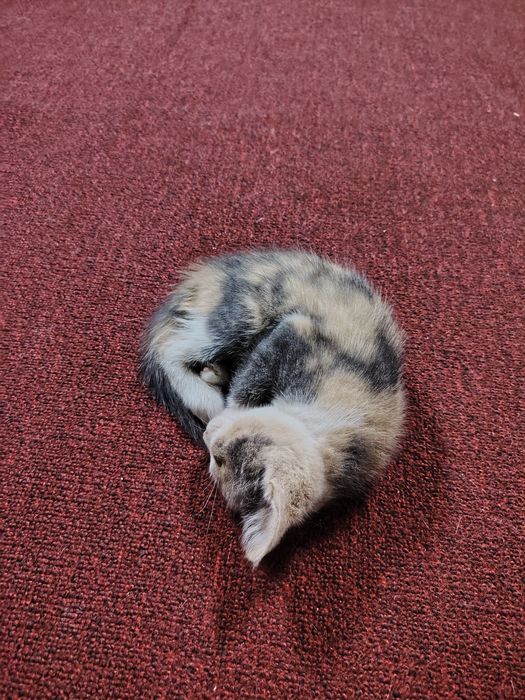 Котята бесплатно