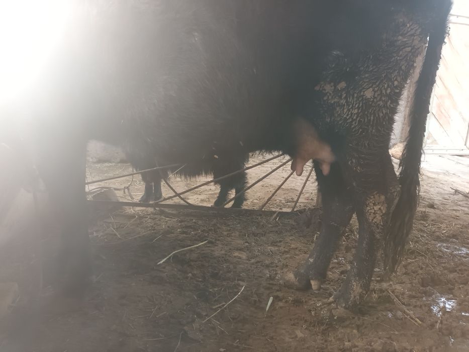 Ona  bola sigir sotiladi