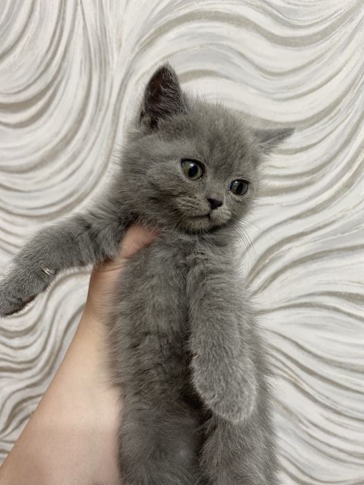 Котята британцы голубого окраса