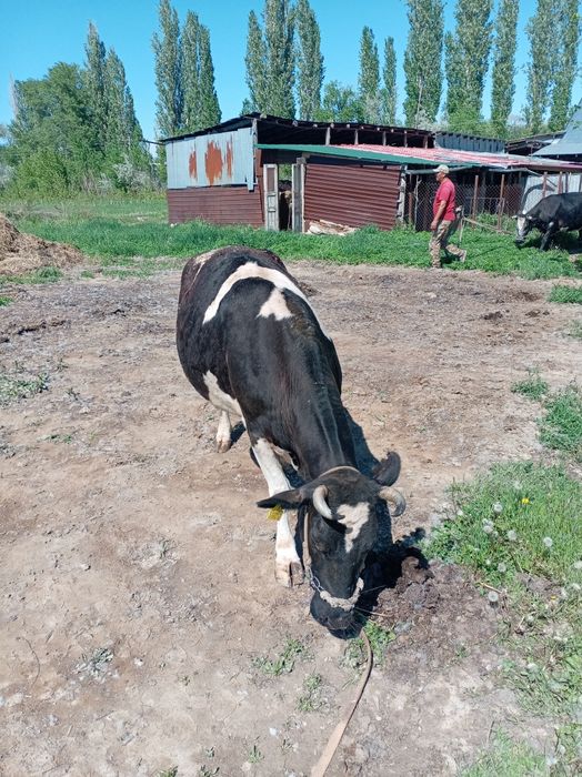 Карова не дорого