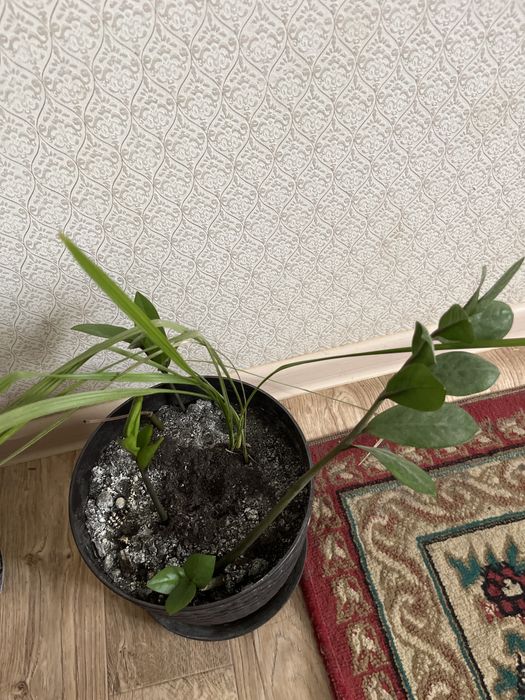 все цветки дам на 30 000