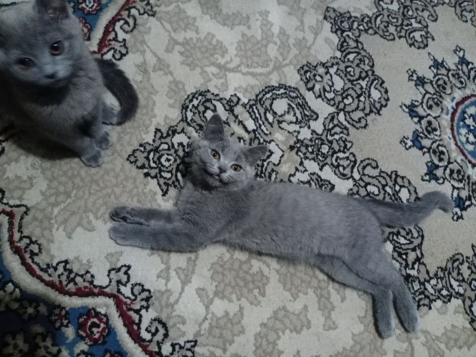 Скоттиш Страйт голубого окраса