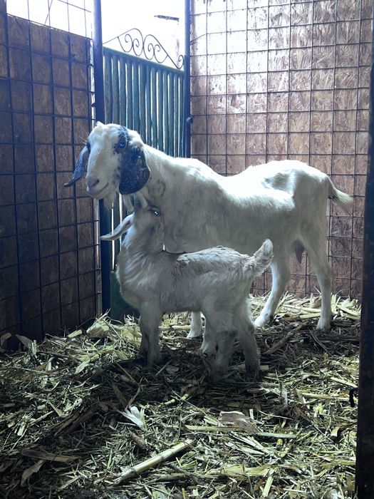 Vând capră anglonubian cu ieduta