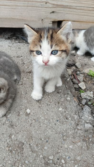 Отдам котят в добрые руки