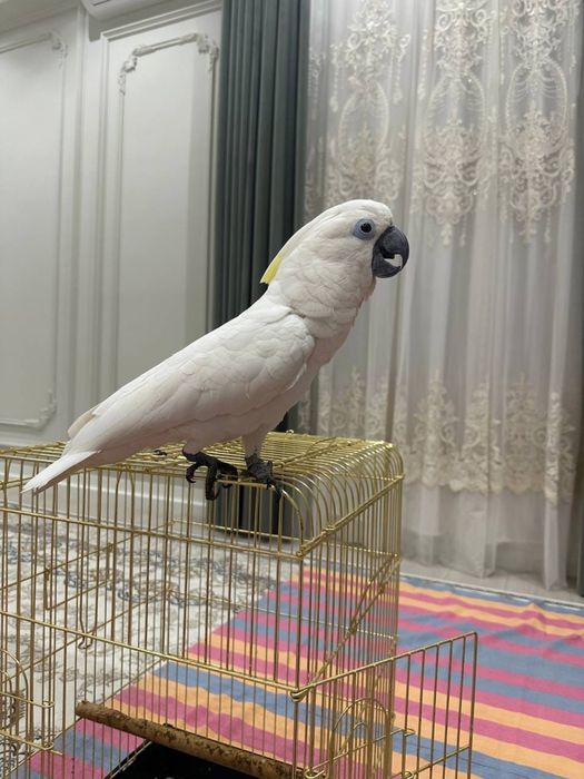 Говоряший какаду попугай ручной