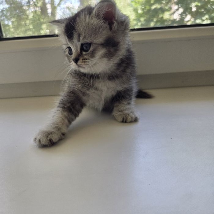 Продаются породистые котята