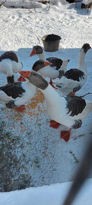 Cocoși Wyandotte și Gâște domestice Italia