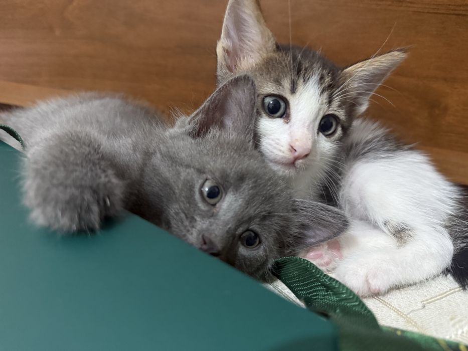 Отдам котёнка в добрые руки