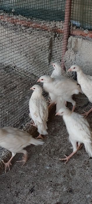 млади бели кеклици