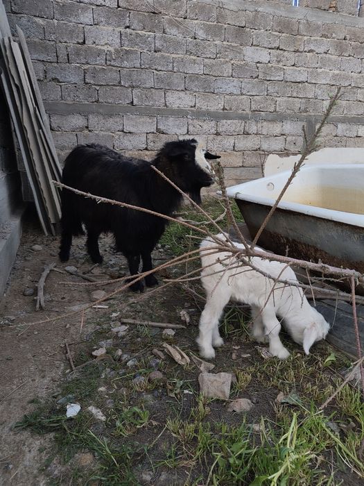 Ешкі лақ занен ешкілер