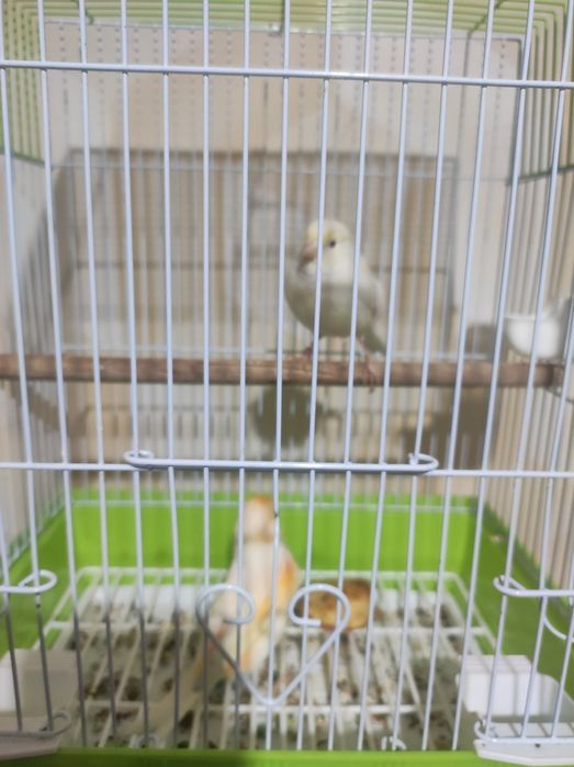 Mazayka nar turkiya moda ok