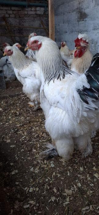 Куры брамы светлые и темные