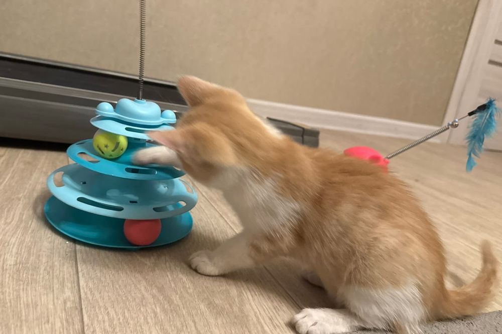 Отдам котенка мальчик в добрые руки