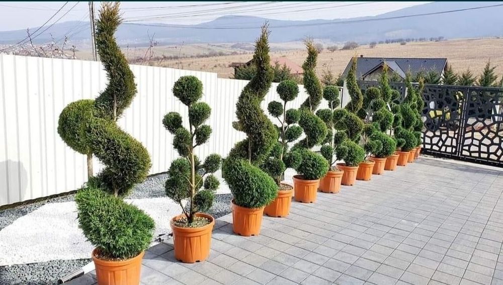 Spirale verzi întreținute aspect elegant