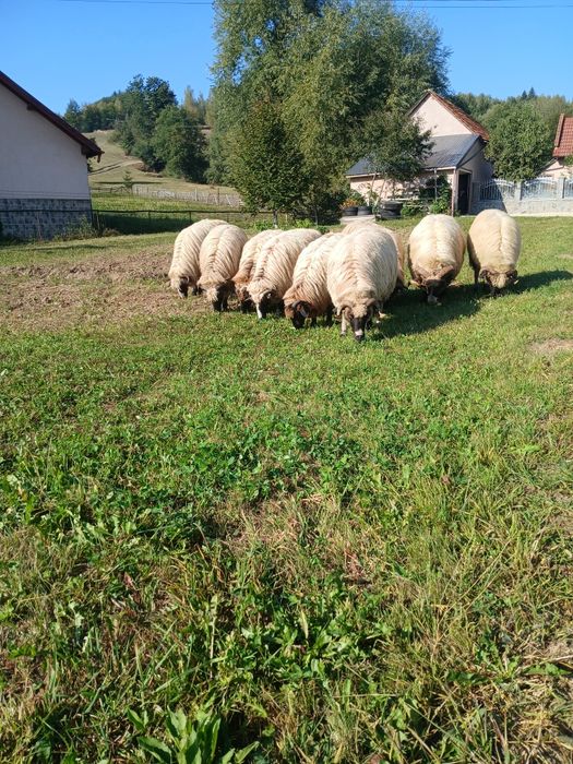 Dacă place la careva sunt de vânzare