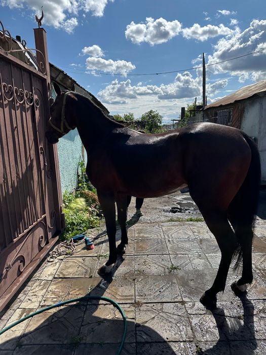 Продам молодова жеребца!