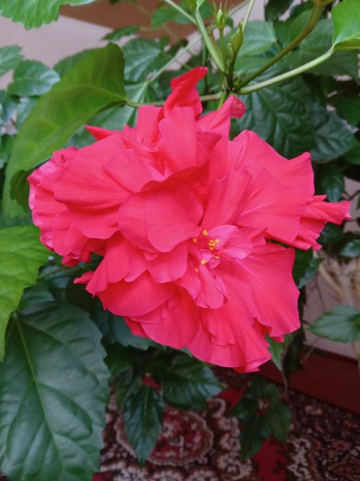 Продаеться китайская роза.