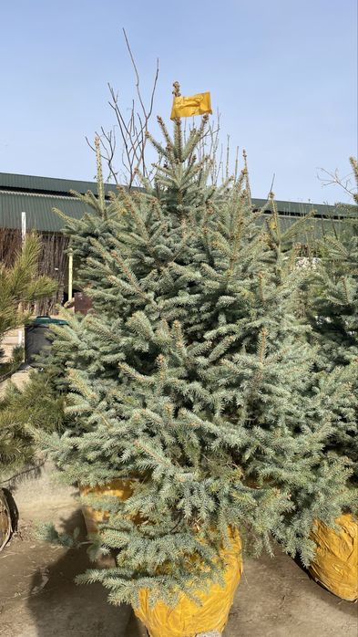 Голубая ель Елка