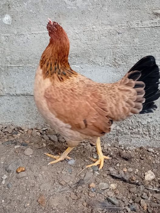 Parrandalar sotiladi