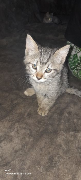 Отдам котят в хорошие руки