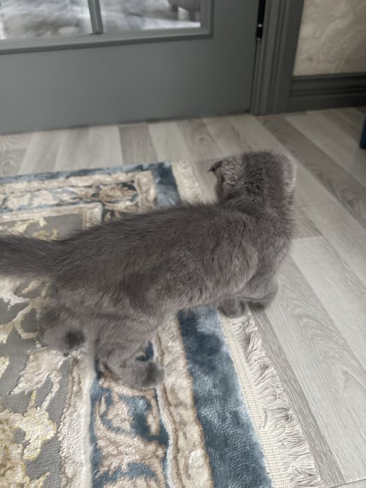 Scottish Fold (quloqlari bukilgan)