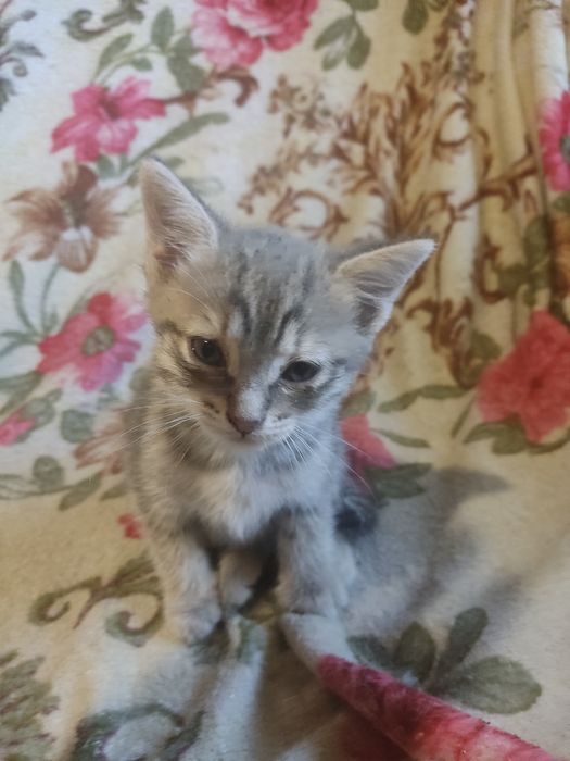 Отдам бесплатно милых котят