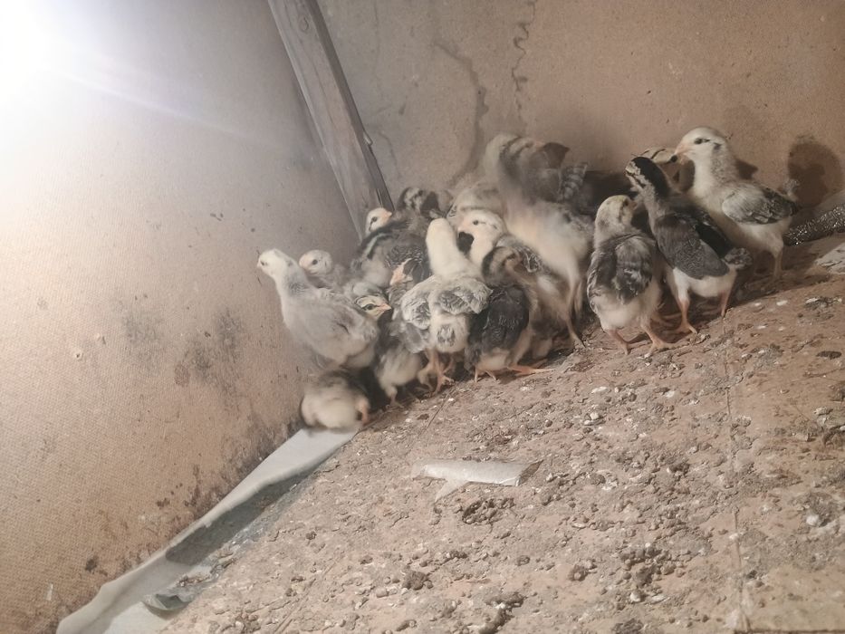 Барковский балапандары 2 апталық