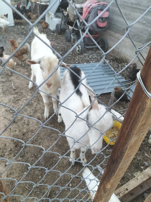 Занин 6 айлык ешки сатылады