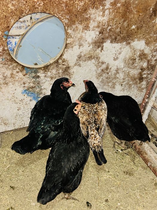 Дакан тауыктар бар сатылады 4шт бар