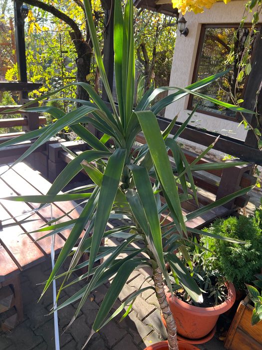 Yucca plantă decorativă