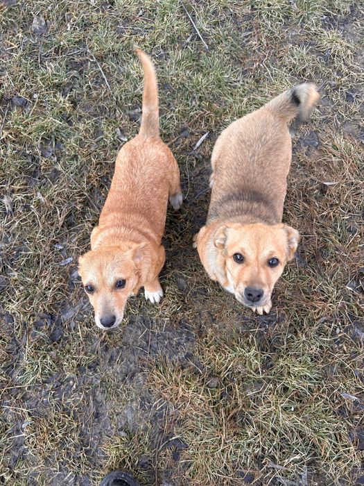 Donez căței pichinezi