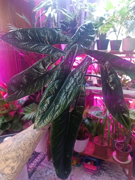 Алоказия Скальпрум детки