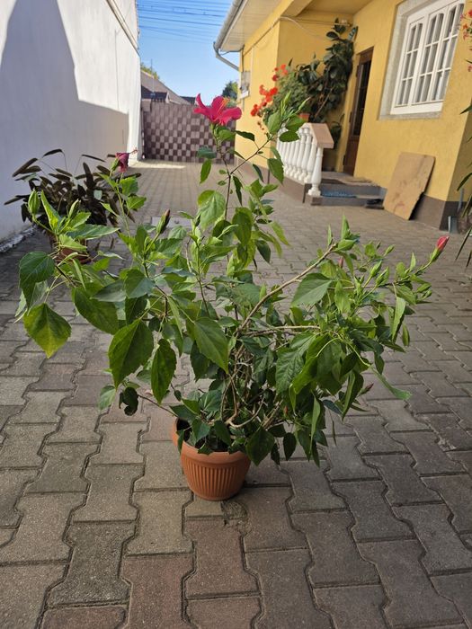 Plante de apartament și terasă: Hibiscus, Cafea, Schefflera, Ctenanthe, Yucca