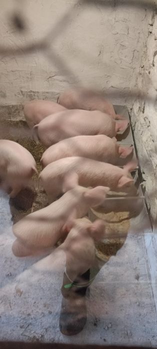 Женско 80 кг и малки по 30 кг