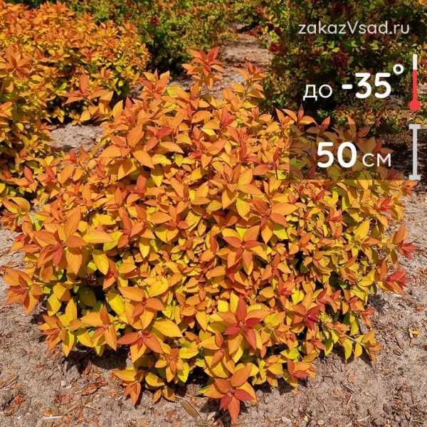 продам саженцы пузыреплодник, спирея, ежевика.