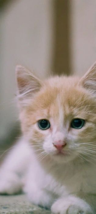 Мушукчалар. Котята мимишки