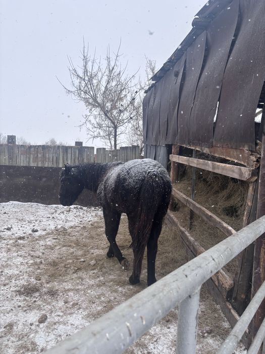 Сельхоз животные