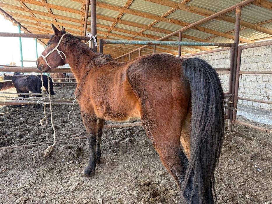 Мінгі торы Төбелі Жылқы