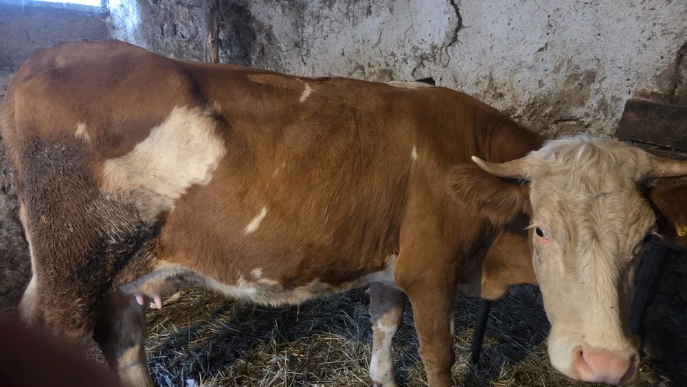 Vand juninca la prima fatare