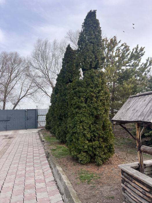 Туи смарагд 3/4/5 метров