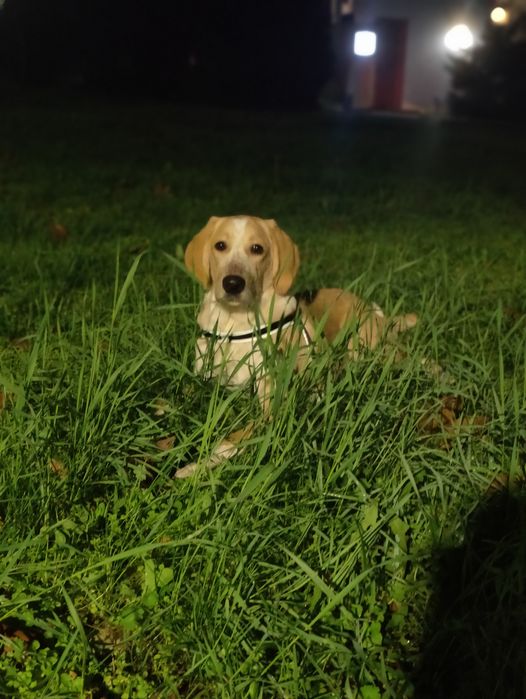 Подарявам  домашен любимец