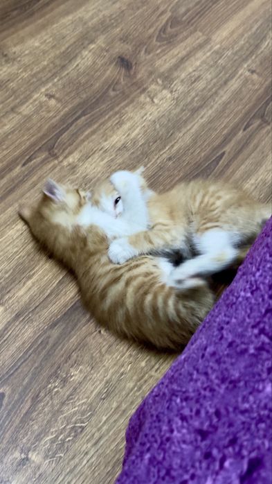 Котята маленькие